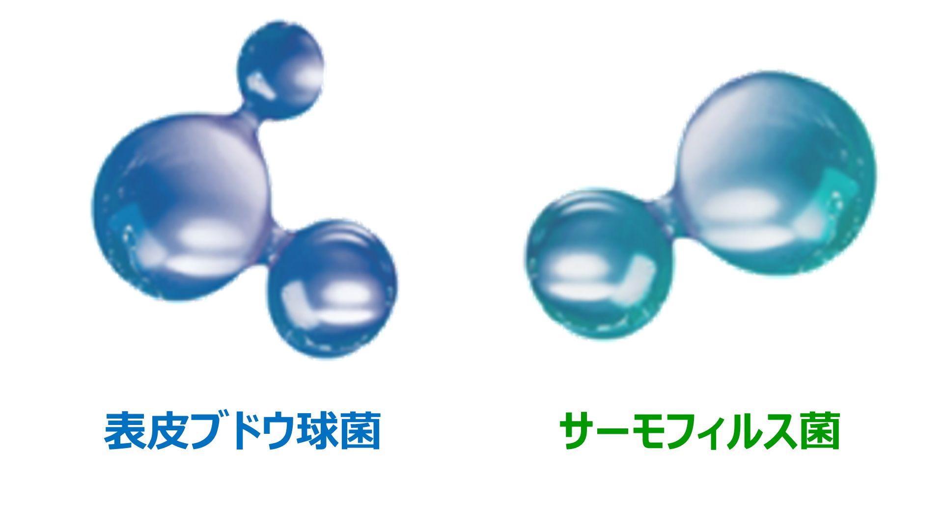 菌のイメージ画像