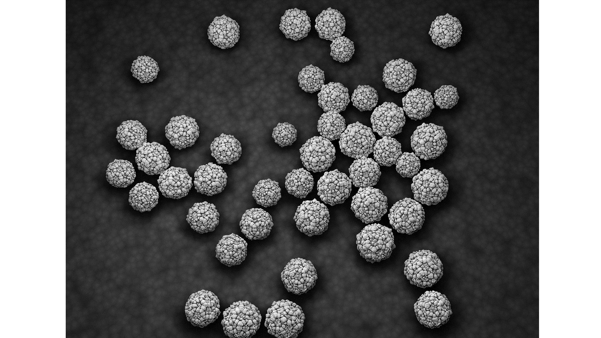 ノロウイルスの画像