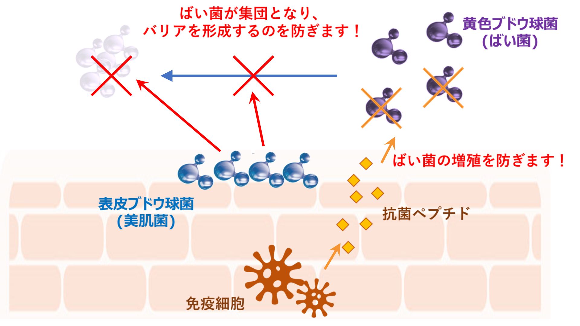 美肌菌のバリア機能のイメージ図
